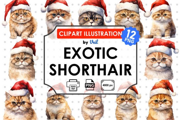 Christmas Exotic Shorthair Clipart: Premium Illustrations